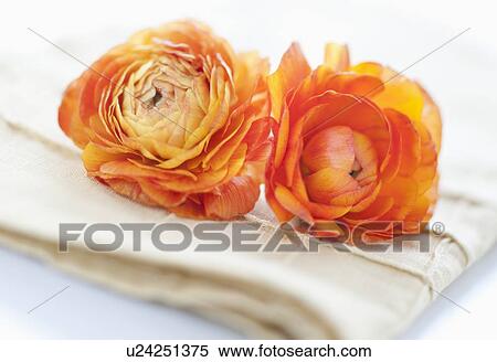 Stock Photography - Studio shot of orange Ranunculus on napkin. Fotosearch