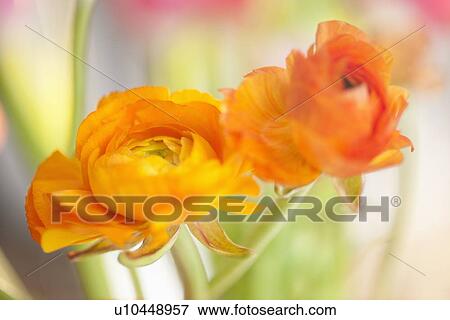 Studio shot of orange Ranunculus View Large Photo Image Stock Photo - Studio shot of orange Ranunculus. Fotosearch