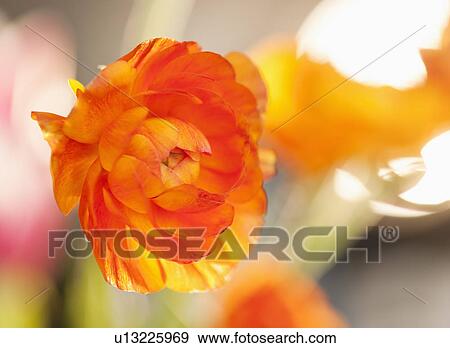 Studio shot of orange Ranunculus View Large Photo Image Stock Photo - Studio shot of orange Ranunculus. Fotosearch