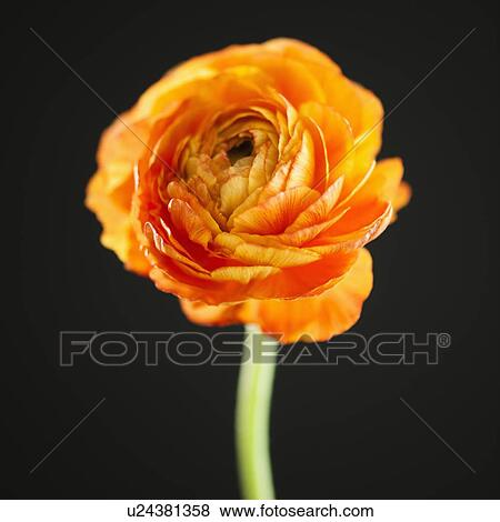 Stock Photo - Studio shot of orange Ranunculus. Fotosearch
