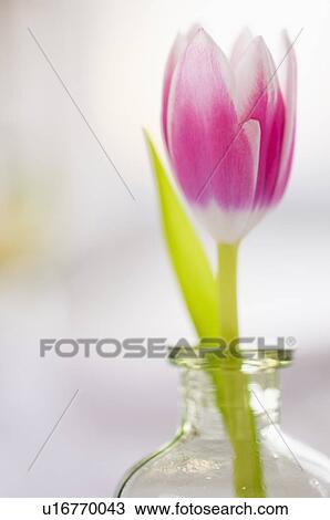 Stock Image - Studio shot of pink tulip in glass vase. Fotosearch