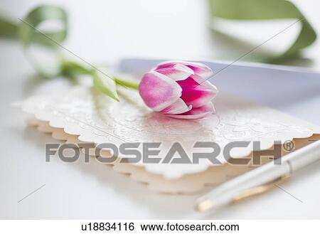 Studio shot of pink tulip on greeting card View Large Photo Image Stock Photograph - Studio shot of pink tulip on greeting card. Fotosearch