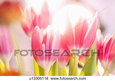 Stock Photo - Studio shot of pink tulips. Fotosearch