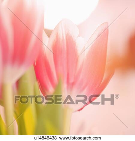 Stock Photo - Studio shot of pink tulips. Fotosearch