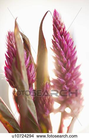 Picture - Studio shot of purple Eremurus. Fotosearch