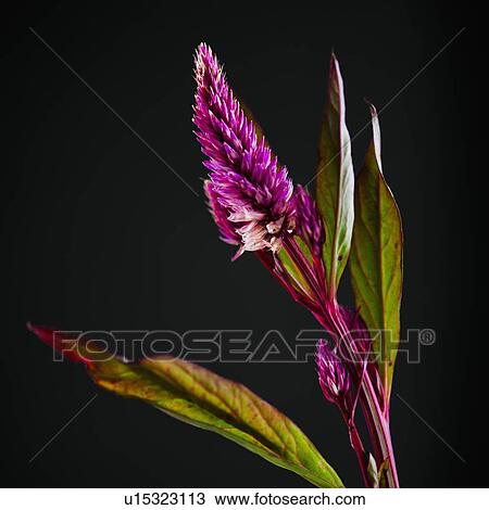 Stock Image - Studio shot of purple Eremurus. Fotosearch