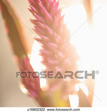 Studio shot of purple Eremurus View Large Photo Image Stock Image - Studio shot of purple Eremurus. Fotosearch