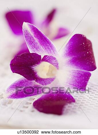 Studio shot of purple Orchid View Large Photo Image Stock Image - Studio shot of purple Orchid. Fotosearch