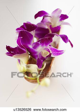 Stock Photograph - Studio shot of purple Orchid. Fotosearch