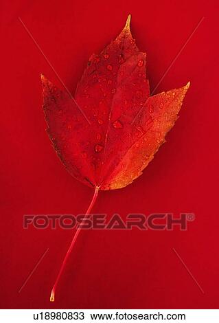 Stock Image - Studio shot of red fall leaf with water drops. Fotosearch