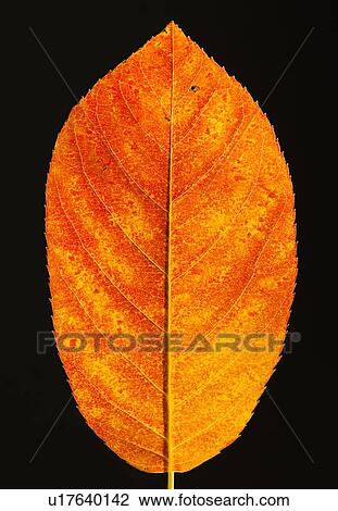 Stock Image - Studio shot of red leaf. Fotosearch