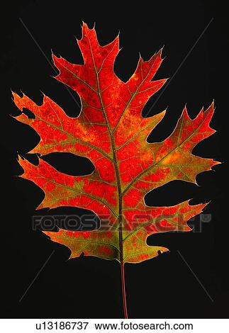 Studio shot of red leaf View Large Photo Image Stock Photo - Studio shot of red leaf. Fotosearch
