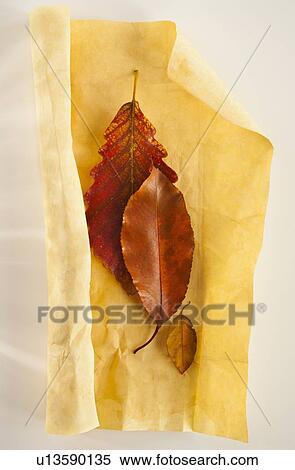 Studio shot of still life with autumn leaves View Large Photo Image Stock Photography - Studio shot of still life with autumn leaves. Fotosearch