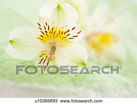 Studio shot of white Alstroe Meria View Large Photo Image Stock Image - Studio shot of white Alstroe Meria. Fotosearch