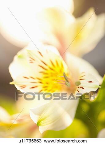 Stock Image - Studio shot of white Alstroe Meria. Fotosearch