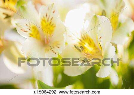 Studio shot of white Alstroe Meria View Large Photo Image Stock Image - Studio shot of white Alstroe Meria. Fotosearch