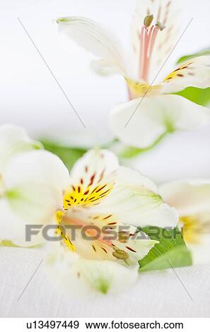 Stock Photo - Studio shot of white Alstroe Meria. Fotosearch