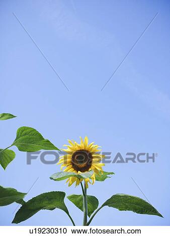 Sunflower against clear sky View Large Photo Image Stock Image - Sunflower against clear sky. Fotosearch
