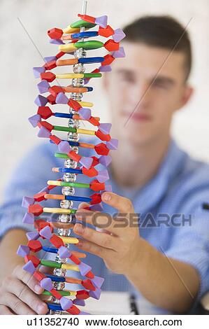 Teenage student (16-17) learning genetics View Large Photo Image Stock Image - Teenage student (16-17) learning genetics. Fotosearch