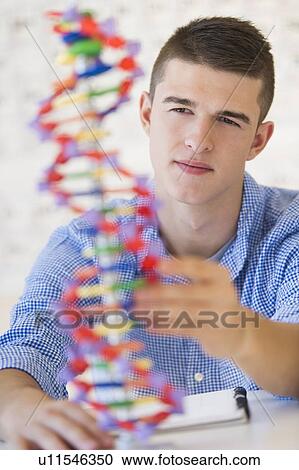 Stock Image - Teenage student (16-17) learning genetics. Fotosearch