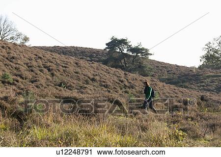 The Netherlands, Veluwezoom, Posbank, Hiker in countryside View Large Photo Image Stock Image - The Netherlands, Veluwezoom, Posbank, Hiker in countryside. Fotosearch