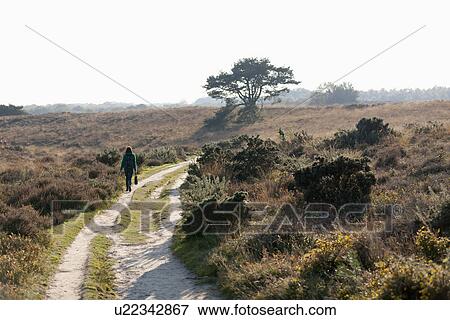 Stock Photo - The Netherlands, Veluwezoom, Posbank, Hiker in countryside. Fotosearch