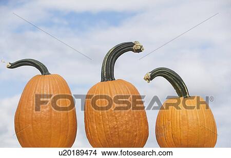 Three pumpkins View Large Photo Image Picture - Three pumpkins. Fotosearch