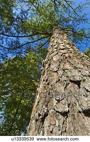 USA, Georgia, Stone Mountain, Low angle view of pine tree in forest View Large Photo Image Stock Photo - USA, Georgia, Stone Mountain, Low angle view of pine tree in forest. Fotosearch