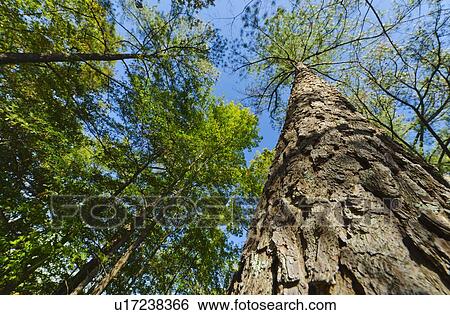 USA, Georgia, Stone Mountain, Low angle view of pine tree in forest View Large Photo Image Stock Photograph - USA, Georgia, Stone Mountain, Low angle view of pine tree in forest. Fotosearch