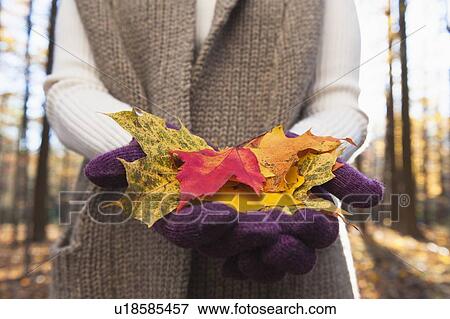 Stock Photo - USA, New Jersey, Woman holding leaves in Autumn forest, mid section. Fotosearch