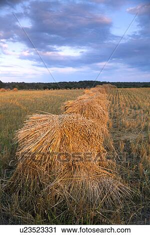 Stock Image - USA, New York State, Field with haystacks. Fotosearch