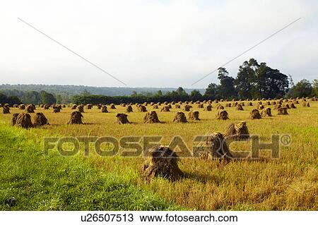 USA, New York State, Field with haystacks View Large Photo Image Stock Image - USA, New York State, Field with haystacks. Fotosearch