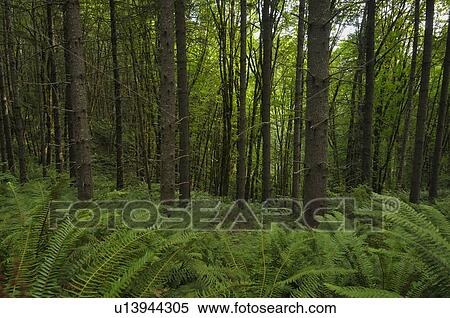 Stock Photography - USA, Oregon, Columbia County, Forest with ferns. Fotosearch