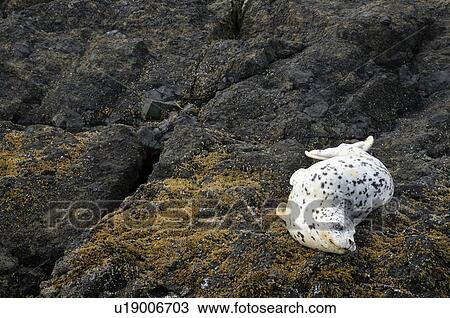 Stock Image - USA, Oregon, Lincoln County, Seal on rock. Fotosearch