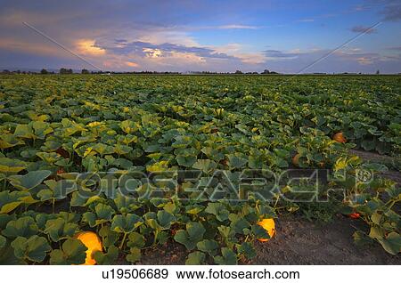 USA, Oregon, Marion County, Pumpkin Patch View Large Photo Image Stock Photo - USA, Oregon, Marion County, Pumpkin Patch. Fotosearch