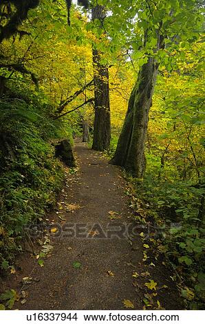 USA, Oregon, Multnomah County, Path in forest View Large Photo Image Picture - USA, Oregon, Multnomah County, Path in forest. Fotosearch