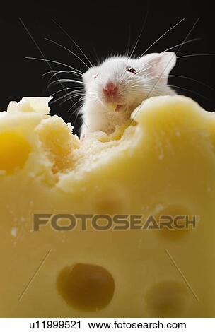 White mouse eating cheese, studio shot View Large Photo Image Stock Image - White mouse eating cheese, studio shot. Fotosearch