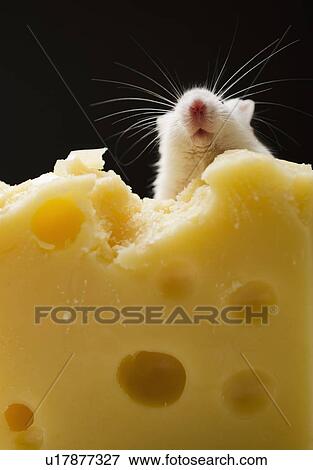Stock Photo - White mouse eating cheese, studio shot. Fotosearch