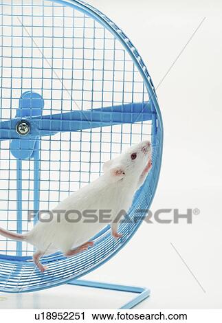 Stock Image - White mouse in exercise wheel, studio shot . Fotosearch
