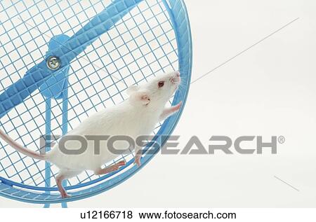 Stock Photo - White mouse in exercise wheel, studio shot . Fotosearch