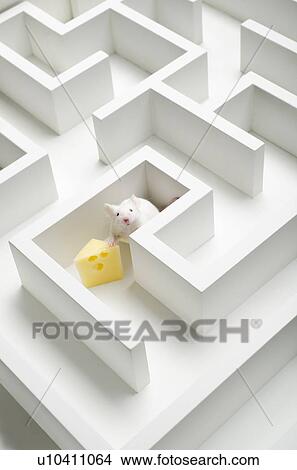Picture - White mouse into labyrinth, studio shot. Fotosearch