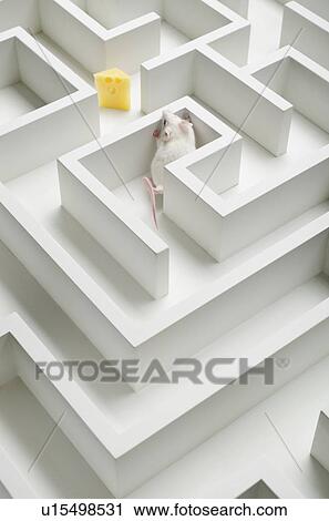 White mouse into labyrinth, studio shot View Large Photo Image Stock Image - White mouse into labyrinth, studio shot. Fotosearch