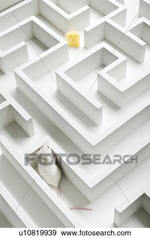 White mouse into labyrinth, studio shot View Large Photo Image Stock Photo - White mouse into labyrinth, studio shot. Fotosearch