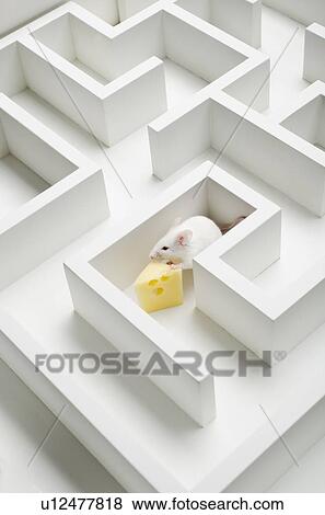 Stock Photo - White mouse into labyrinth, studio shot. Fotosearch