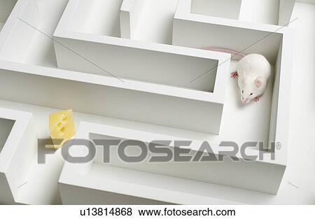 White mouse into labyrinth, studio shot View Large Photo Image Stock Photo - White mouse into labyrinth, studio shot. Fotosearch