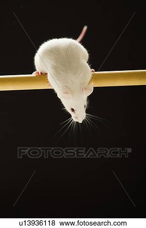 Stock Photo - White mouse looking down, studio shot. Fotosearch