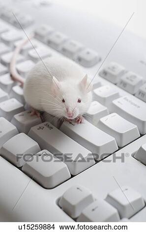 Picture - White mouse on computer keyboard, studio shot. Fotosearch