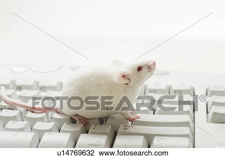 White mouse on computer keyboard, studio shot View Large Photo Image Stock Image - White mouse on computer keyboard, studio shot. Fotosearch