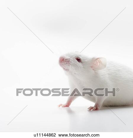 White mouse on white background, studio shot View Large Photo Image Stock Image - White mouse on white background, studio shot. Fotosearch