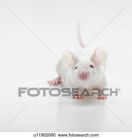 Stock Image - White mouse on white background, studio shot. Fotosearch